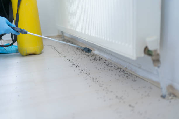 Best Pest Control Treatment  in Gonzales, TX
